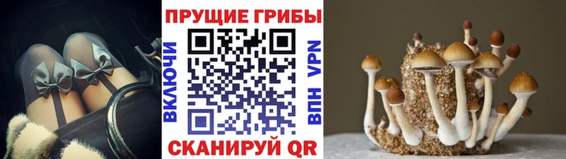 Галлюциногенные грибы Psilocybine cubensis  Краснознаменск 
